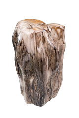 Versteinertes Holz