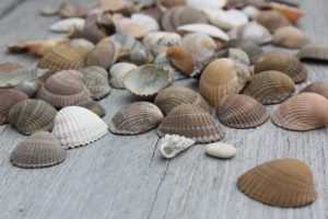 Nordseemuscheln